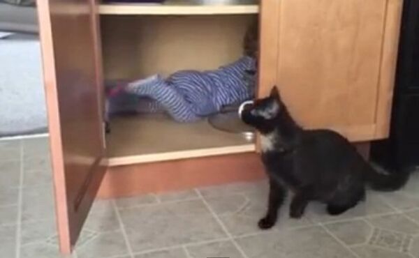 Попался! Кот закрыл малыша в шкафу