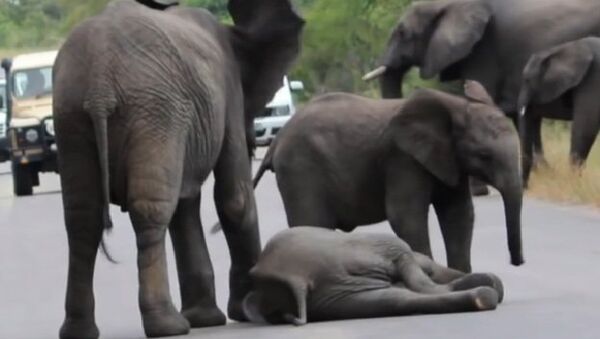 Стадо слонов приходит на помощь упавшему слоненку