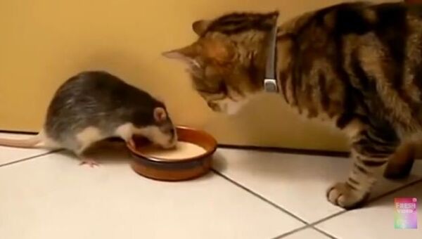 Кот и крыс: обед из одной миски