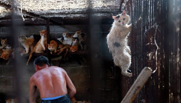 Кот, который был спасен сотрудником Международного общества гуманного отношения к животным с бойни в Китае. Архивное фото