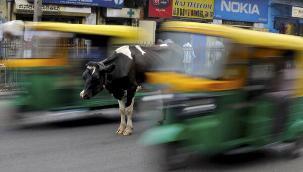 Корова на оживленной дороге в Бангалоре, Индия