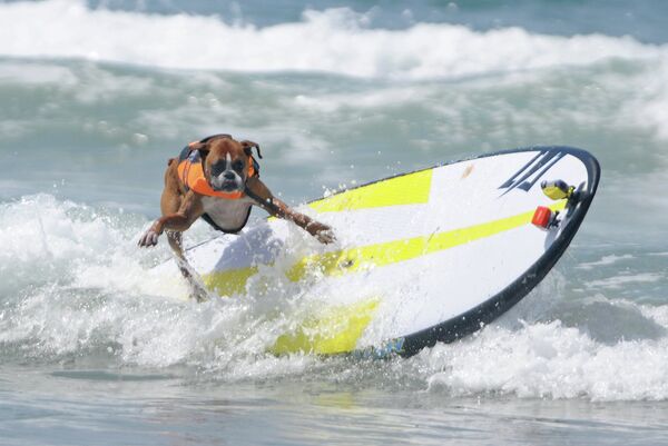 Собака, занявшая второе место в соревнованиях Purina Pro Plan Incredible Surf Dog в Калифорнии