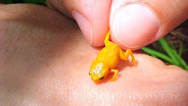 Ученый рискует жизнью, позволяя жабе, чья кожа покрыта тетрадоксином, сидеть на своей руке