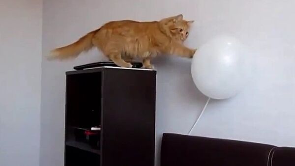 Кот VS воздушный шарик