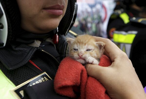 Котенок, спасеный специальным полицейским отрядом Orejitas на улице в Лиме, Перу