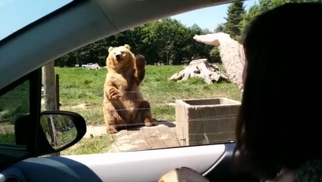 Как надо ловить лакомства