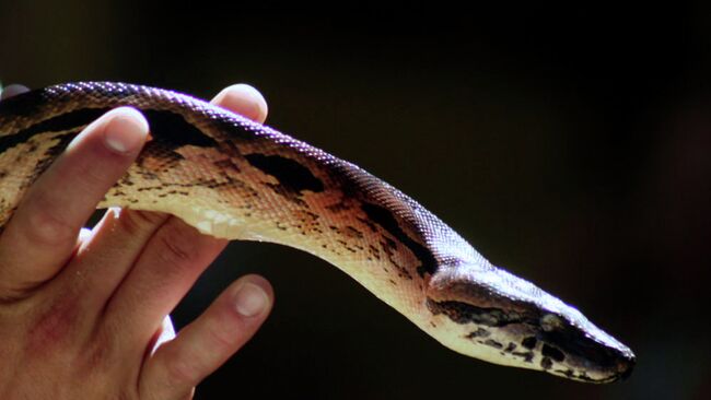 Питон. Архивное фото