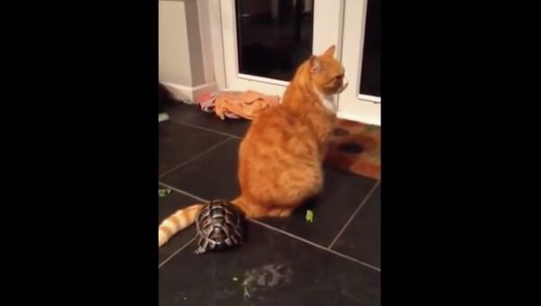 Черепаха гоняет кота
