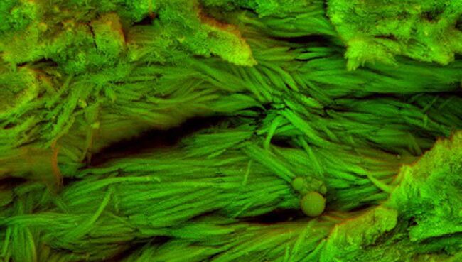 Волокна соединительного белка, найденные в окаменелых останках динозавра