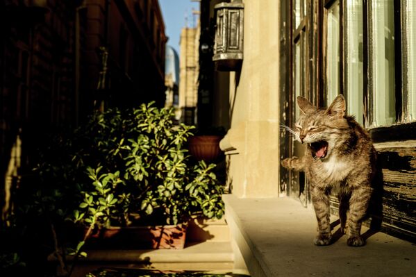 Кошка на одной из улиц Баку