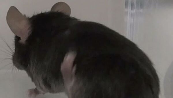 Мышь, страдающая от экземы