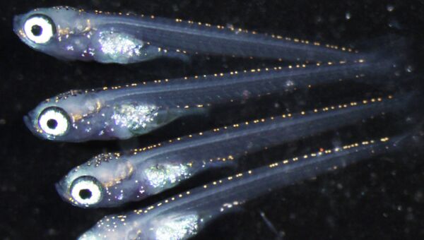 Мальки рисовой рыбки, родившиеся из нормальных яйцеклеток и женских сперматозоидов