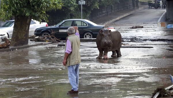 Наводнение в Тбилиси. Сбежавший из зоопарка бегемот