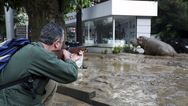Наводнение в Тбилиси. Сбежавший из зоопарка бегемот