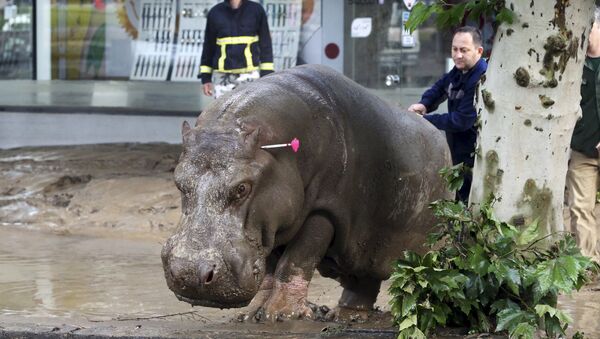 Сбежавший бегемот из зоопарка Тбилиси во время наводнения