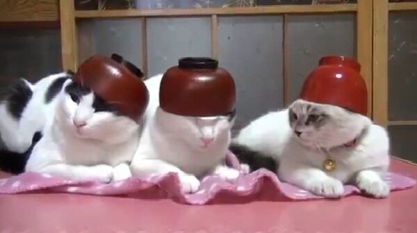 Медитация японских котов.