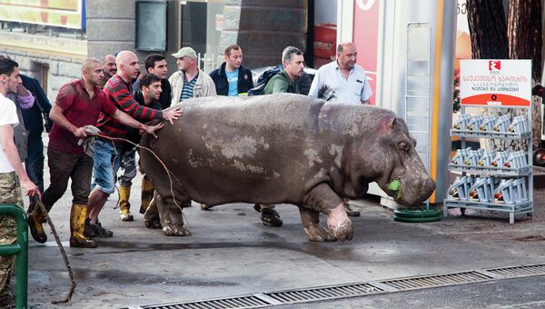 Люди помогают бегемоту спастись из затопленного зоопарка в Тбилиси. Июнь 2015