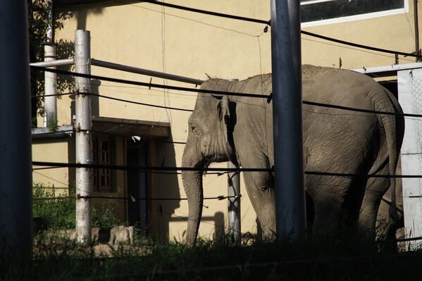 Слон, сбежавший из затопленного зоопарка в Тбилиси. Июнь 2015