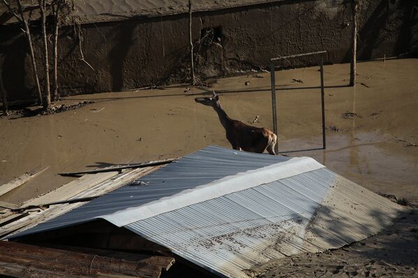 Затопленный зоопарк в Тбилиси. Июнь 2015