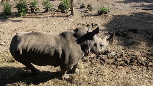 Носорог, сбежавший из затопленного зоопарка в Тбилиси. Июнь 2015