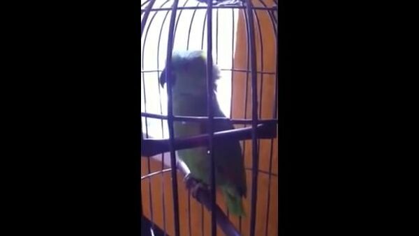 Новый хит Youtube: плачущий попугайчик