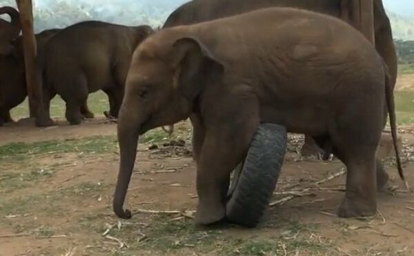 Как играют слонята