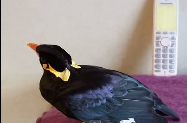 Птица-говорун: японская версия