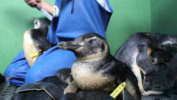 Зачем пингвину холодильник, или Как в Бразилии спасают гостей из Патагонии