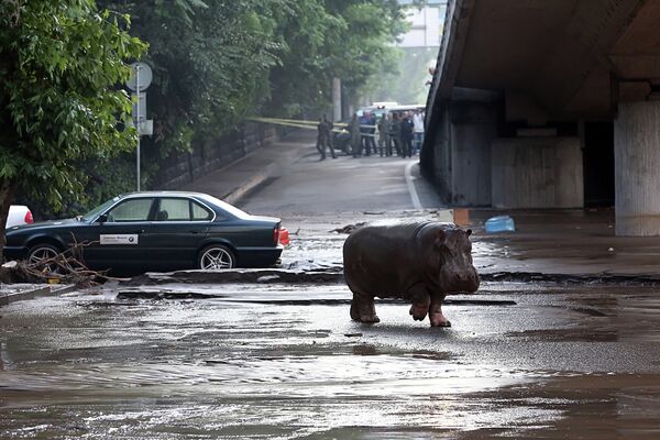 Бегемот на затопленной улице в Тбилиси. Июнь 2015