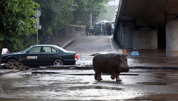 Бегемот на затопленной улице в Тбилиси. Июнь 2015
