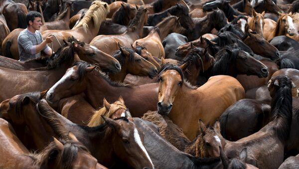 Стадо диких лошадей, архивное фото