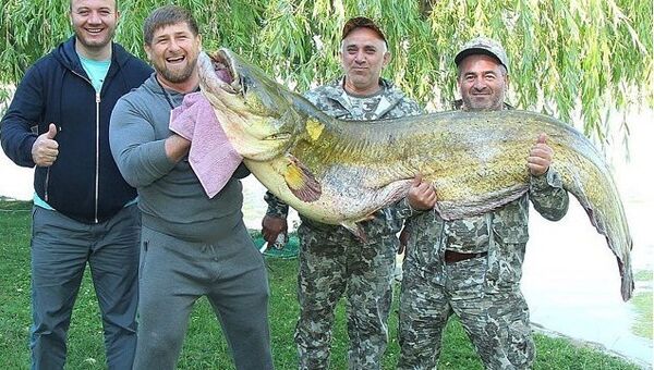 Кадыров поймал гигантского сома