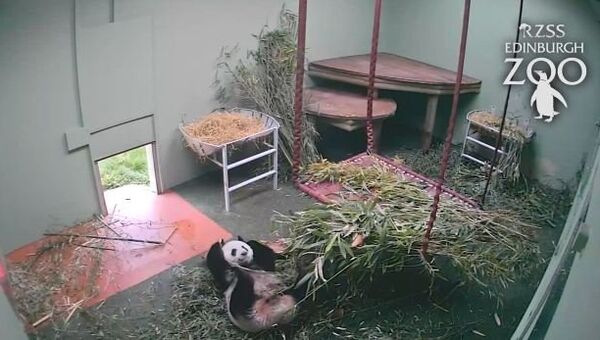 Хит YouTube: неуклюжее падение панды Тянь-Тянь
