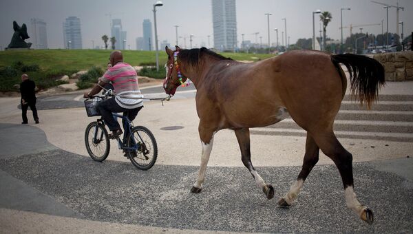 Мужчина едет на велосипеде со своей лошадью на привязи. Тель-Авив. Архивное фото
