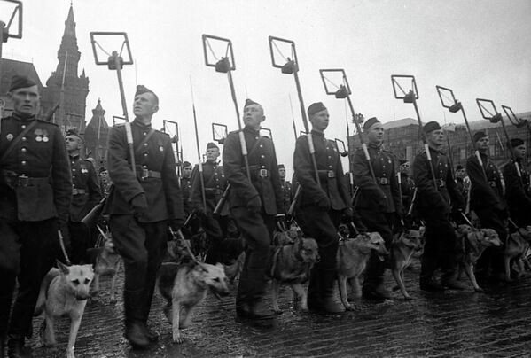 Минеры с собаками минно-розыскной службы на Параде Победы на Красной площади 24 июня 1945 года