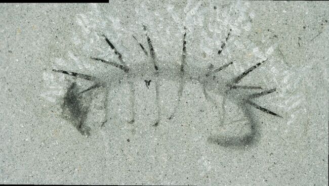 Отпечаток галлюцигении, найденный в сланцах Бёрджесс