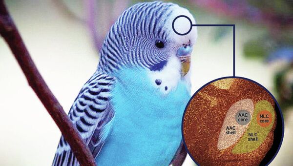 Так художник представил себе орехи, или матрешку, в мозге волнистого попугайчика