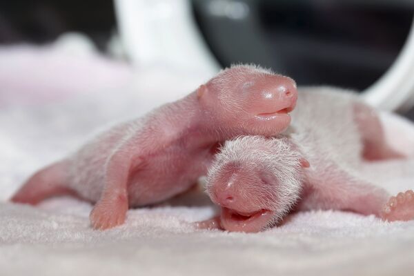 Новорожденные панды на исследовательской базе в Чэнду, Китай