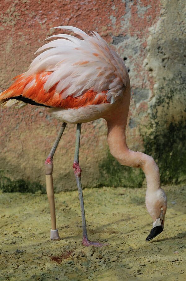 Чилийский фламинго с протезом ноги в зоопарке Сорокаба, Бразилия