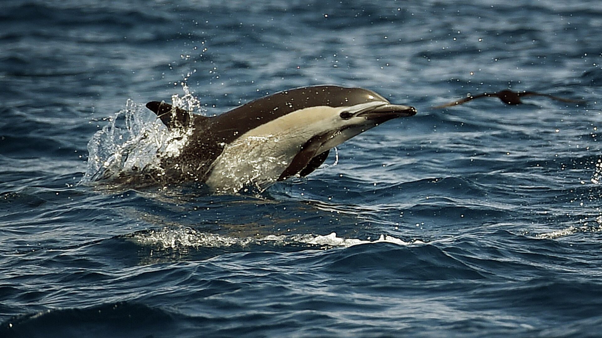 Those are dolphins. Океанские животные. Вымерший вид дельфинов. Дельфин грузин