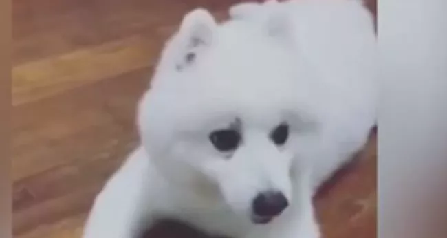 Собака, которая думает, что она Дональд Дак