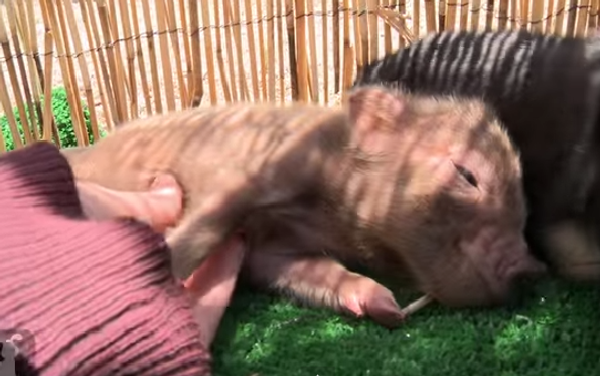 Микро-свинки наслаждаются жизнью