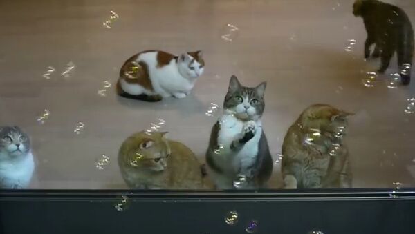 Шоу мыльных пузырей для кошек