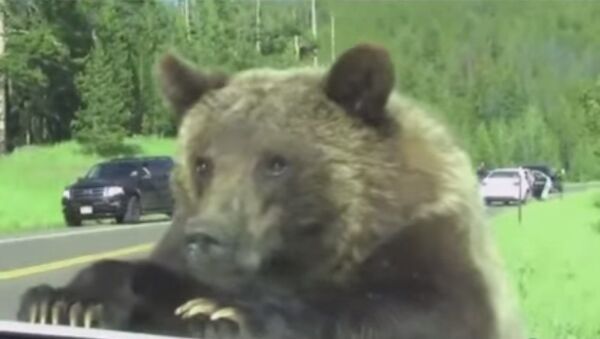 Медведь попытался пробраться в машину