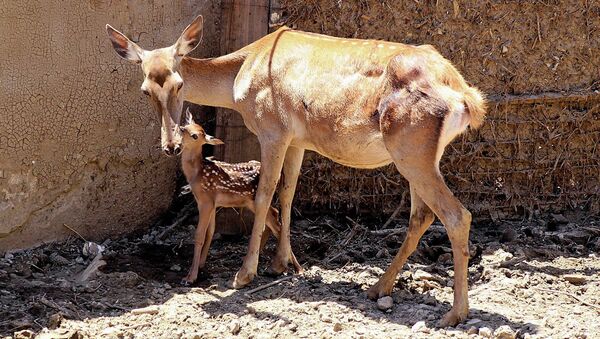 В пострадавшем от наводнения тбилисском зоопарке родился олененок