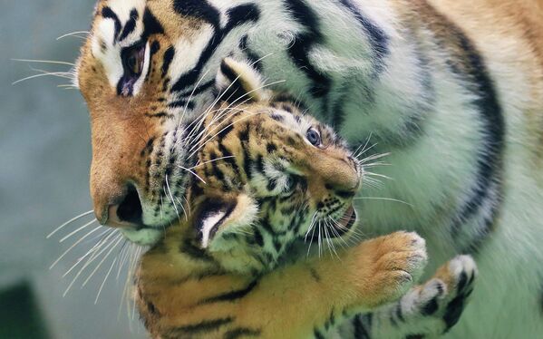 Сибирский тигренок с матерью в зоопарке города Оломоуц, Чехия