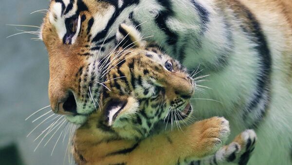 Амурский тигренок с матерью