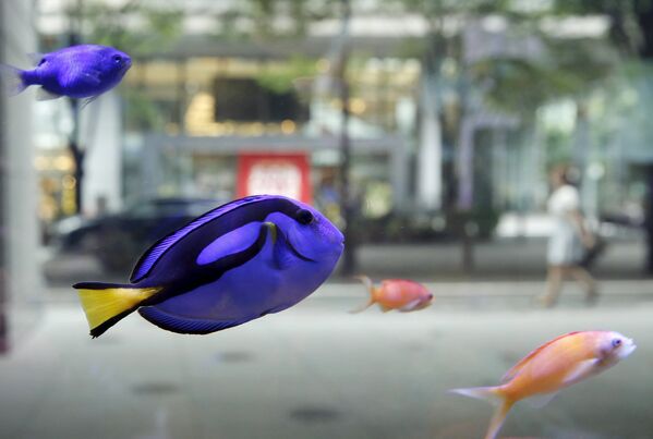 Тропические рыбки плавают в аквариуме, расположенном в бизнес-районе Токио, Япония