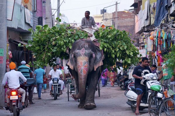 Погонщик слона на одной из улиц города Амритсар, Индия