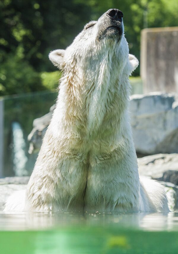 Белый медведь в зоопарке Вильгельма, Германия